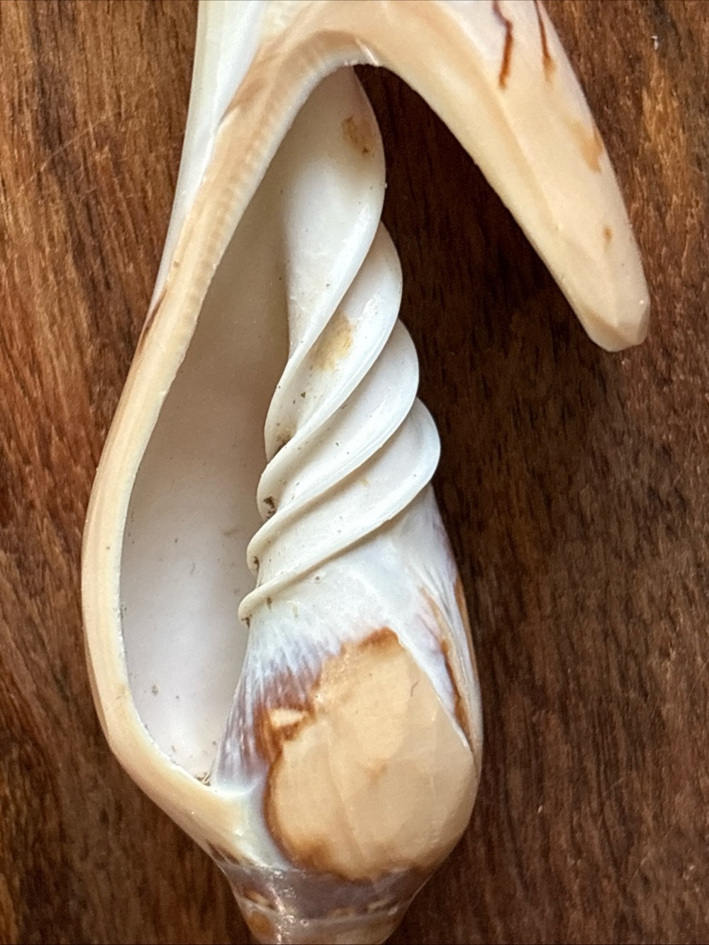 Beautiful and unique fork & spoon hand carved conch sea shell - Picture 10 of 12